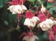 Hangpotten Fuchsia