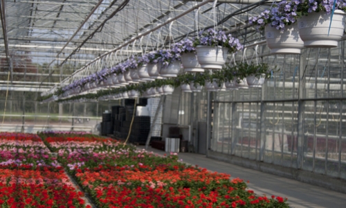 hangplant blauw