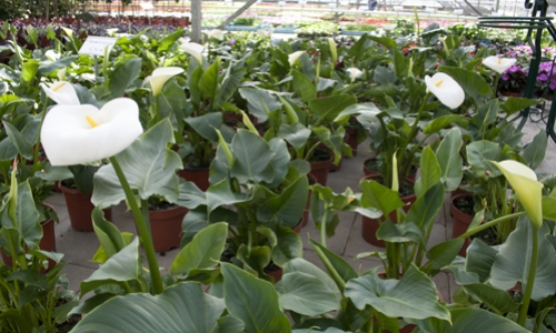 calla-zantedesia