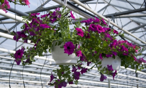 hangplant pot