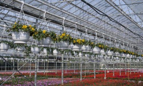 hangplanten geel