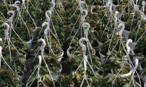 hangplanten in pot
