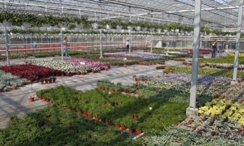 overzicht serre stekperkplanten