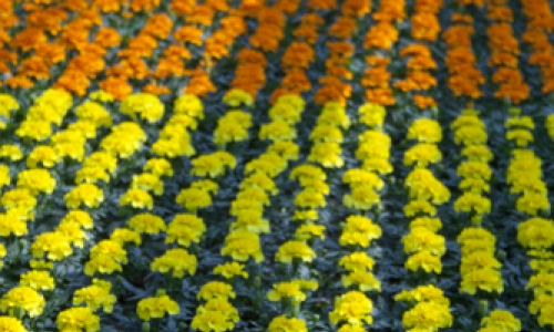 planten geel oranje