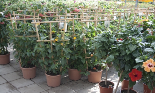planten groot