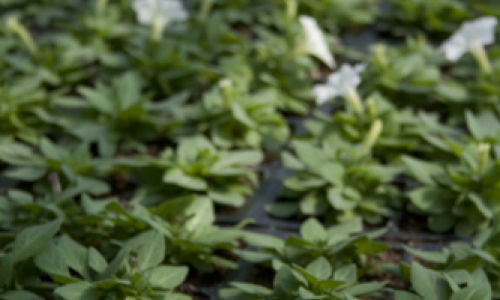 planten