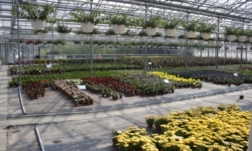 diverse perkplanten