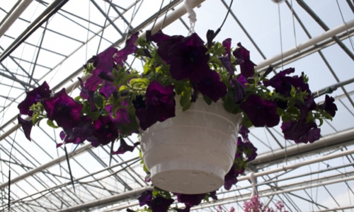 serre hangplant paars