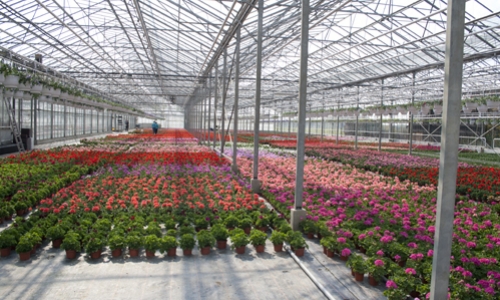 serre overzicht diverse planten