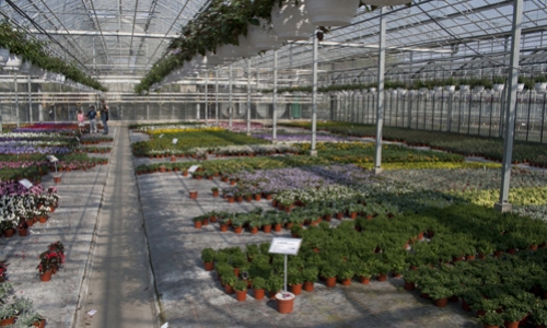 serre overzicht diverse planten