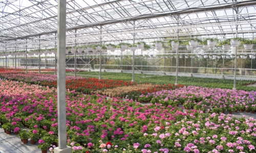 verbena serre
