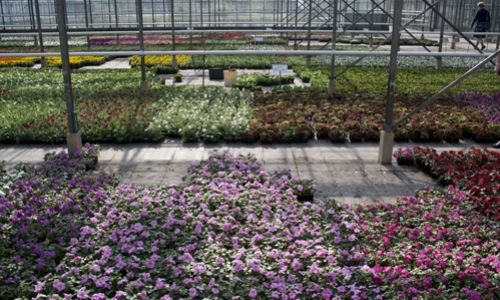 sfeerbeeld serre Perkplanten Van Deun
