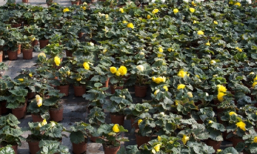 stekperkplanten eigen kweek