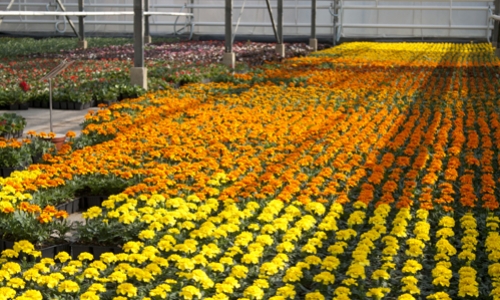 planten oranje geel