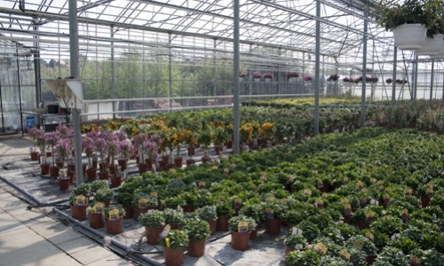 planten in serre