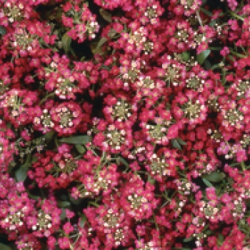 Allyssum