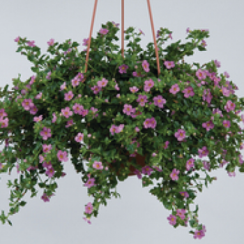 Hangpotten Bacopa