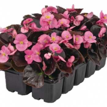 Zaaibegonia bruinbladig