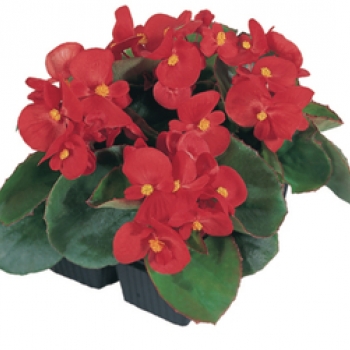 Zaaibegonia groenbladig