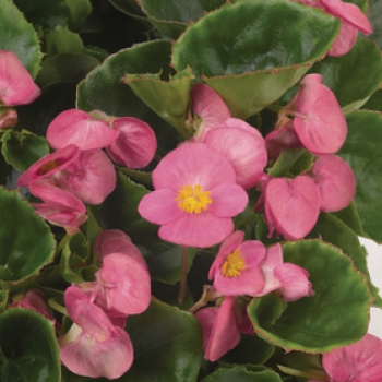 Wandzakken Begonia