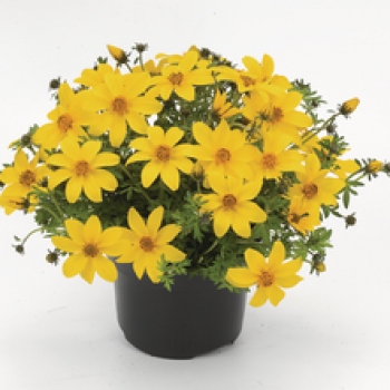 bidens