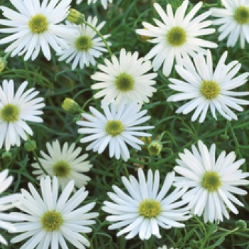 brachyscome-wit