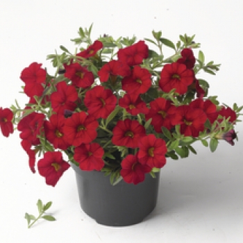 Million Bell (Calibrachoa)
