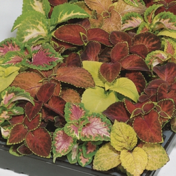 Coleus