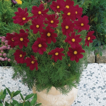 Cosmos
