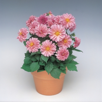 Dahlia