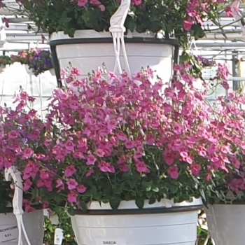 Hangpotten Diascia