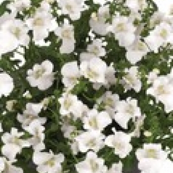 Wandzakken Diascia