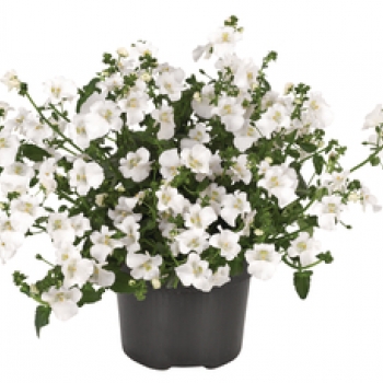Diascia