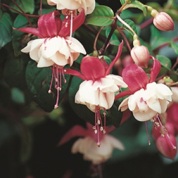 Hangpotten Fuchsia