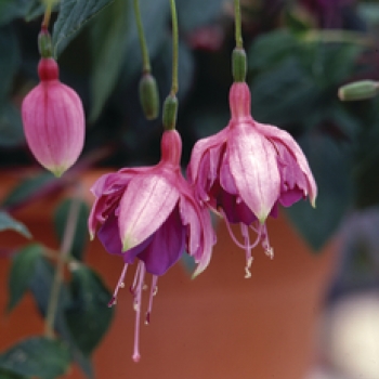 Fuchsia (Bellekens)