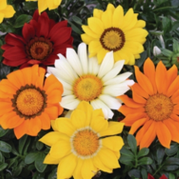 Gazania