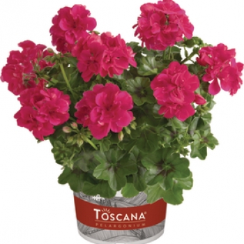 Geranium Hang Dubbelbloemig