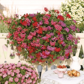 Geranium Hang enkelbloemig
