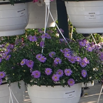 Hangpotten Brachycome