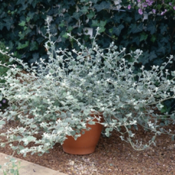 Helichrysum