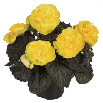 Knolbegonia