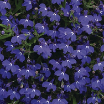 Lobelia