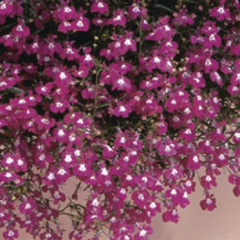 Hangpotten Lobelia