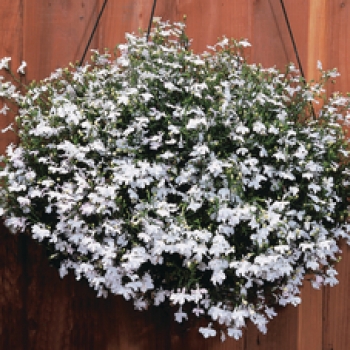 Lobelia