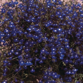 Wandzakken Lobelia