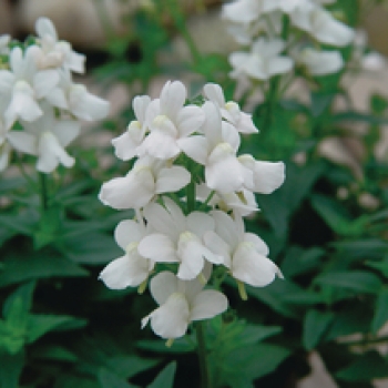 Wandzakken Nemesia