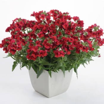 Nemesia
