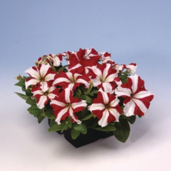 Petunia grootbloemig