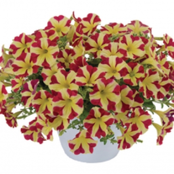 Petunia