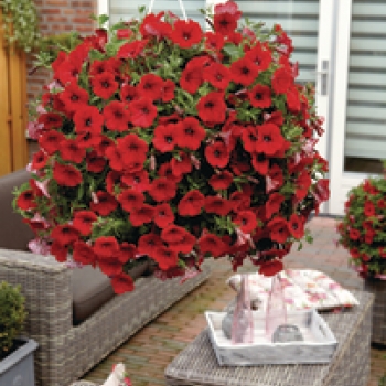 Hangpot Surfinia